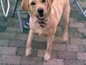 Labrador retriever Chilla