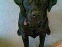 Labrador retriever Charko