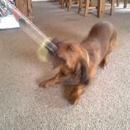 Blanding af racer Inez