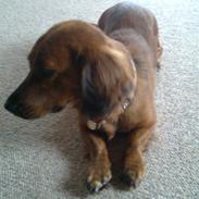 Blanding af racer Inez