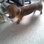 Blanding af racer Inez