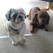 Blanding af racer Inez