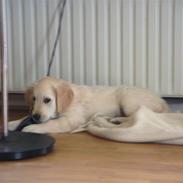 Golden retriever Penny