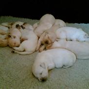 Golden retriever Penny