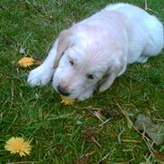 Golden retriever Penny