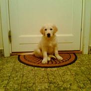 Golden retriever Penny