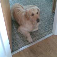 Golden retriever Penny