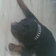 Rottweiler tyson
