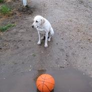 Labrador retriever Donna