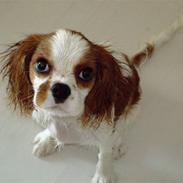 Cavalier king charles spaniel Freja