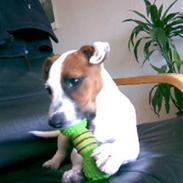 Jack russell terrier Mille