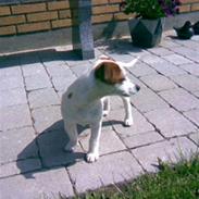Jack russell terrier Mille