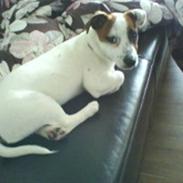 Jack russell terrier Mille