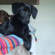 Blanding af racer Luna solgt :'(