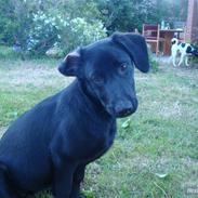 Blanding af racer Luna solgt :'(