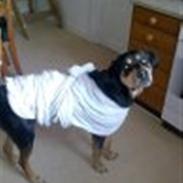 Blanding af racer Gustav