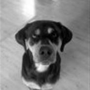 Blanding af racer Gustav