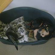 Blanding af racer Gustav