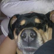 Blanding af racer Gustav