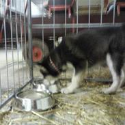 Alaskan malamute kiara.