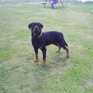Rottweiler tyson