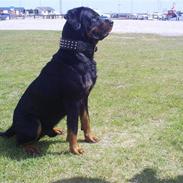 Rottweiler tyson