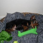 Yorkshire terrier Charlie