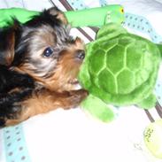 Yorkshire terrier Charlie