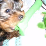 Yorkshire terrier Charlie