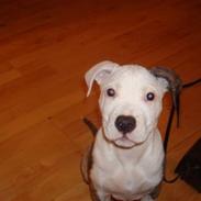 Amerikansk staffordshire terrier Gucci