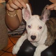 Amerikansk staffordshire terrier Gucci