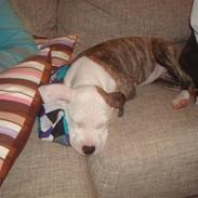 Amerikansk staffordshire terrier Gucci