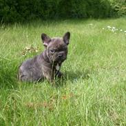 Fransk bulldog Champ