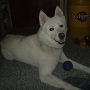 Blanding af racer Cato