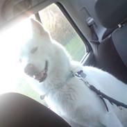 Blanding af racer Cato