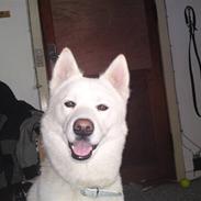 Blanding af racer Cato