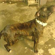 Amerikansk staffordshire terrier sui