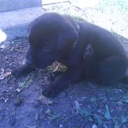 Blanding af racer Tyson