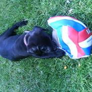 Blanding af racer Tyson