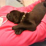 Blanding af racer Tyson