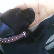 Blanding af racer Tyson