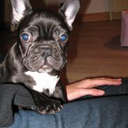 Fransk bulldog Daisy