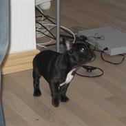 Fransk bulldog Daisy