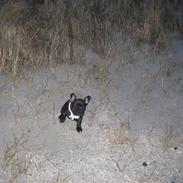 Fransk bulldog Daisy