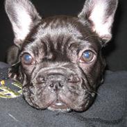 Fransk bulldog Daisy