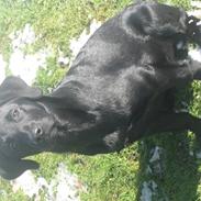 Labrador retriever Luka (ILOVEYOU)<3