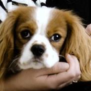 Cavalier king charles spaniel Gizmo