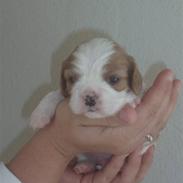 Cavalier king charles spaniel Gizmo