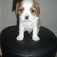 Cavalier king charles spaniel Gizmo