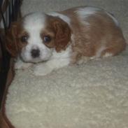 Cavalier king charles spaniel Gizmo